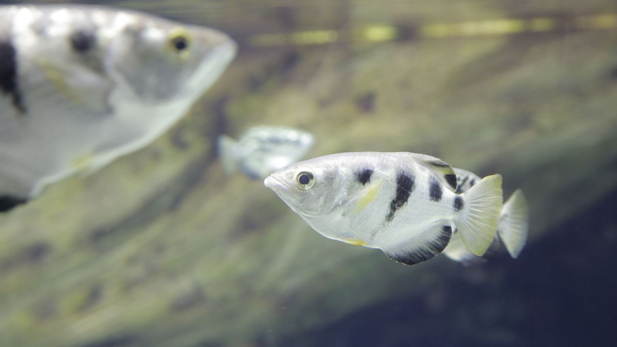 das atlanta-aquarium