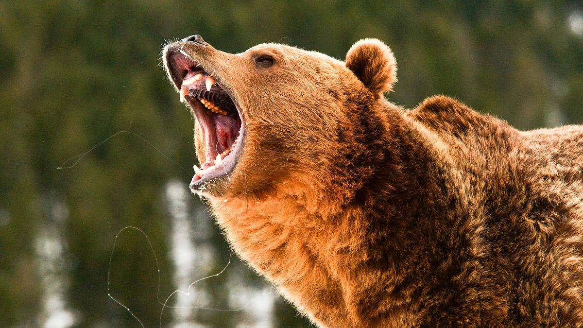Wenn Tiere angreifen wenn tiere angreifen