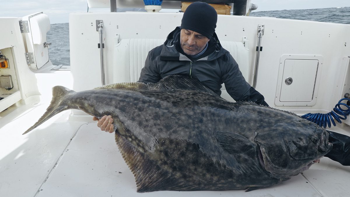 giganten unter wasser - riesenfischen auf der spur