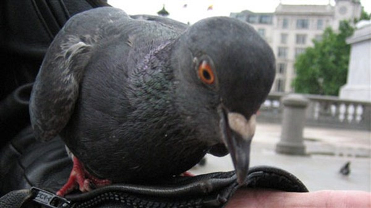 tierisch clever