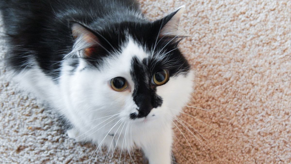 der katzenflüsterer