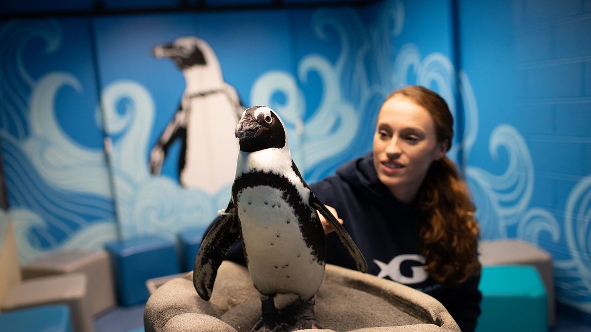 das atlanta-aquarium