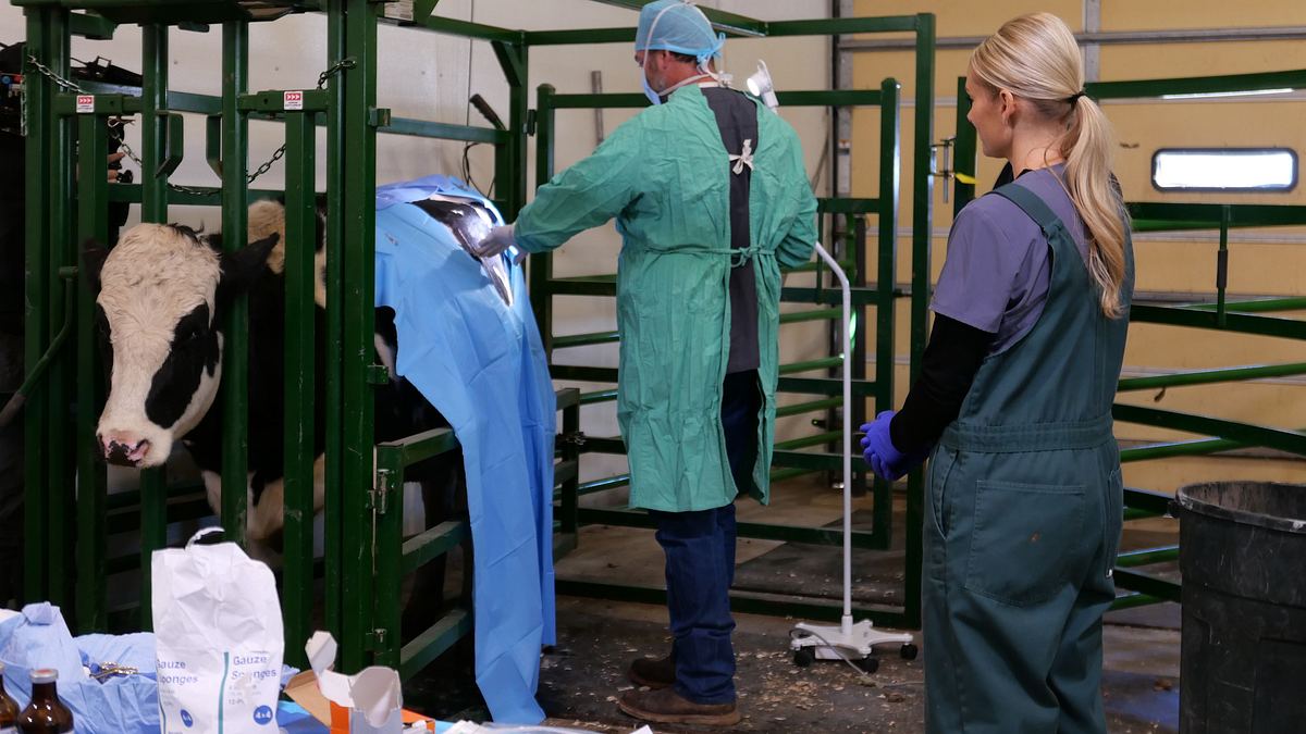 heartland docs - die tierarzt-familie