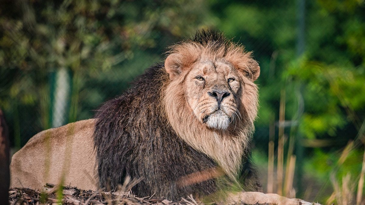 zoo und so - tierisch wild!