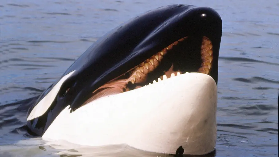 free willy 2 - freiheit in gefahr