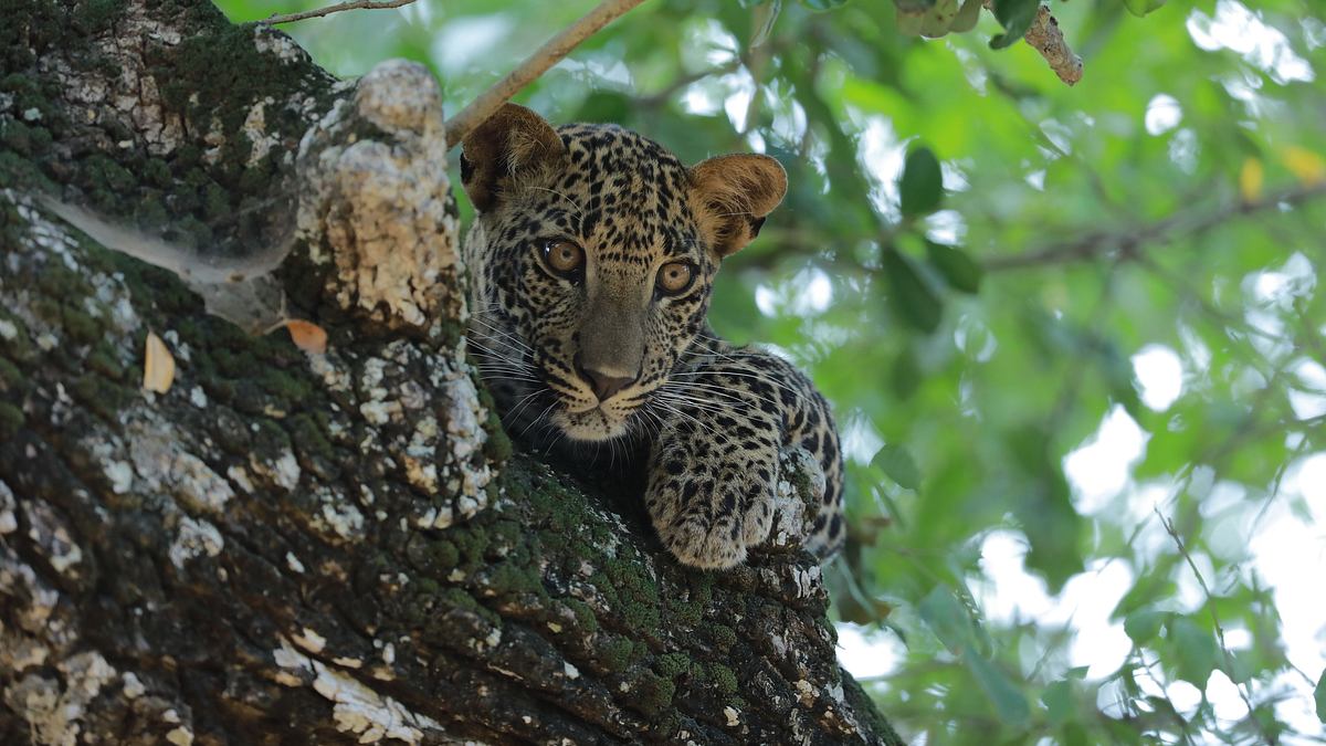 sri lankas leoparden-dynastie