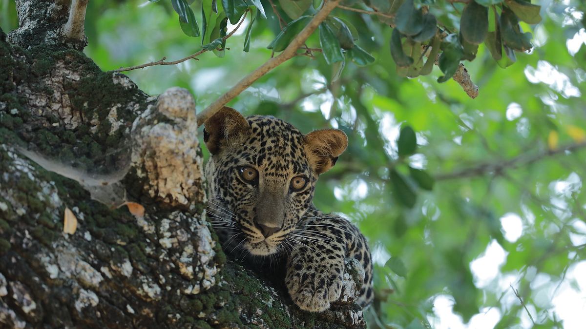sri lankas leoparden-dynastie