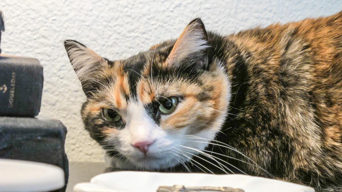 der katzenflüsterer