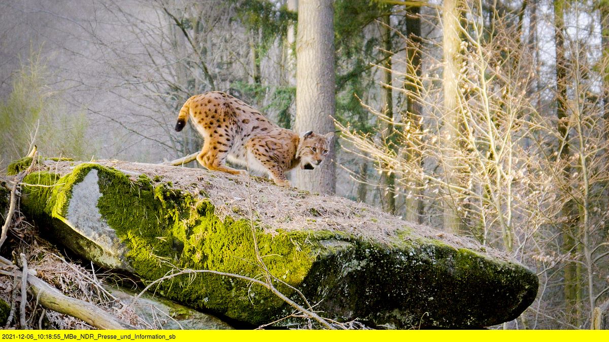 tierische heimkehrer - zurück in der natur