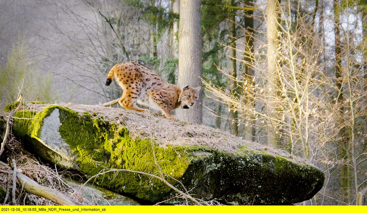 Tierische Heimkehrer - Zurück in der Natur tierische heimkehrer - zurück in der natur