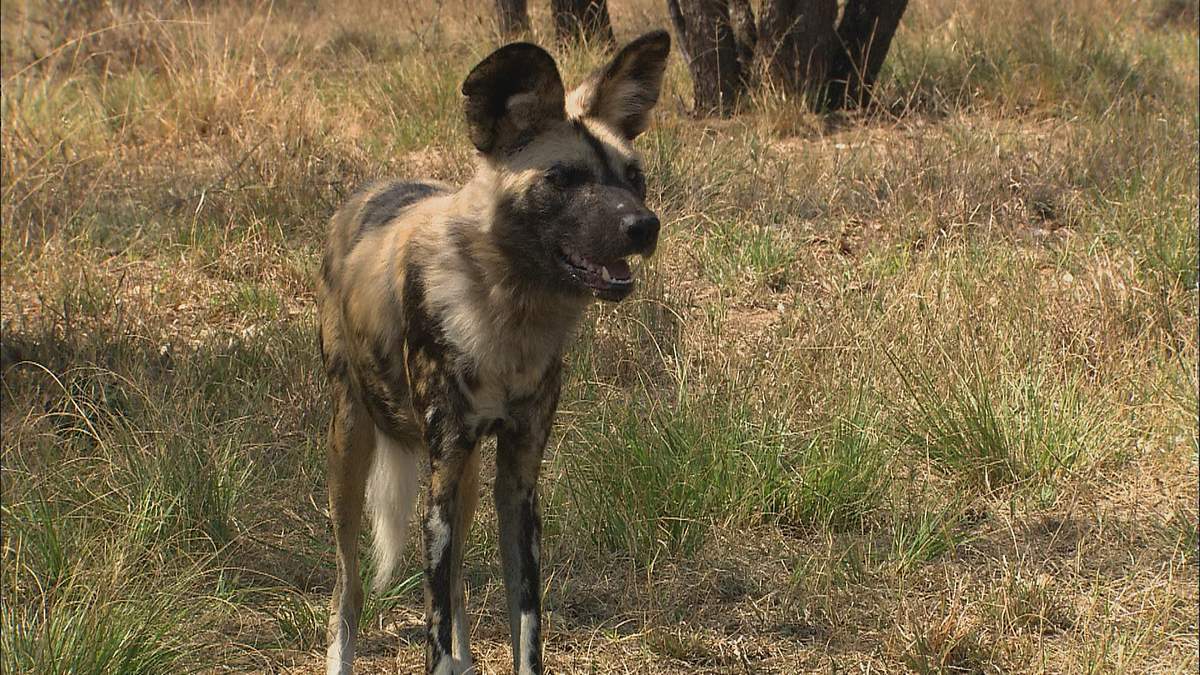 afrikas tödlichste jäger