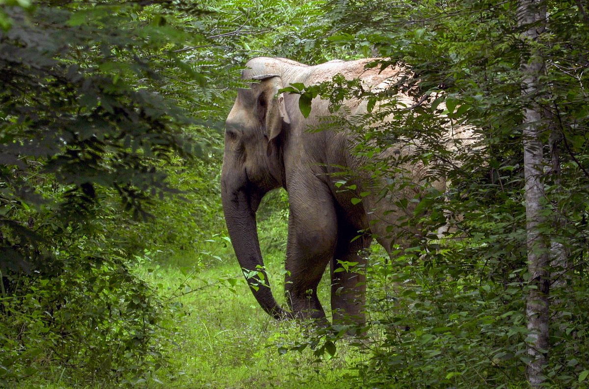 Thailand - Im Dschungel der Sinne thailand - im dschungel der sinne