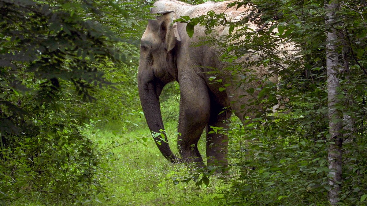 thailand - im dschungel der sinne