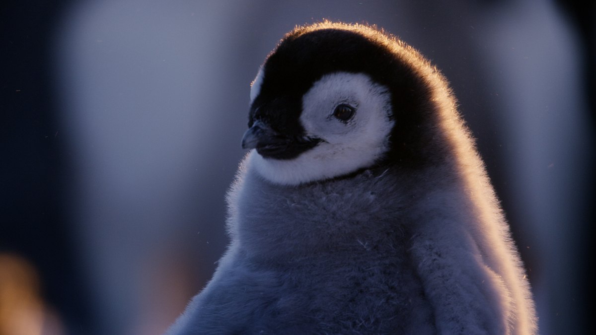 tierische schnee-schule