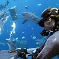 Hüter der Südseeinseln: Fidschi Thumbnail