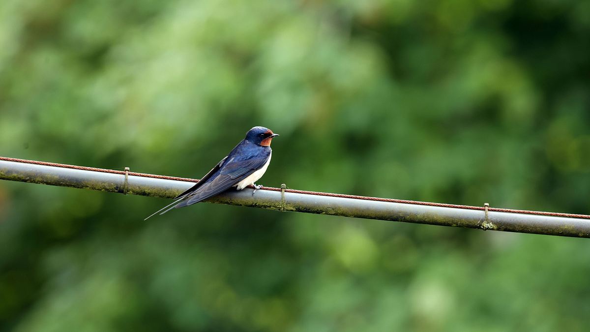 unglaubliche tierwanderungen