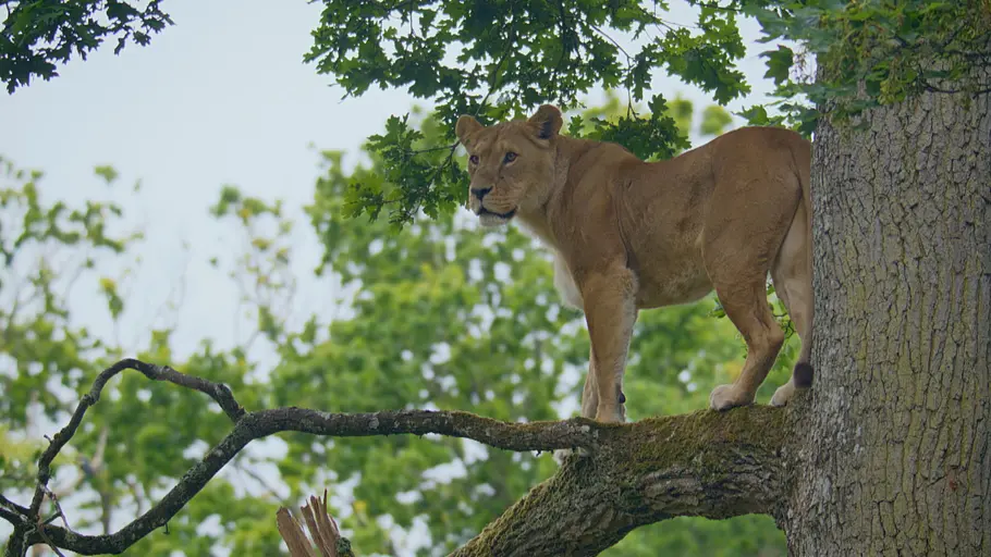 Animal Park: Zoo-Geschichten aus Longleat animal park: zoo-geschichten aus longleat