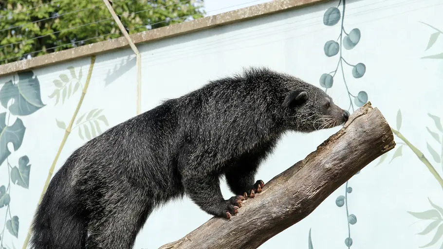 animal park: zoo-geschichten aus longleat