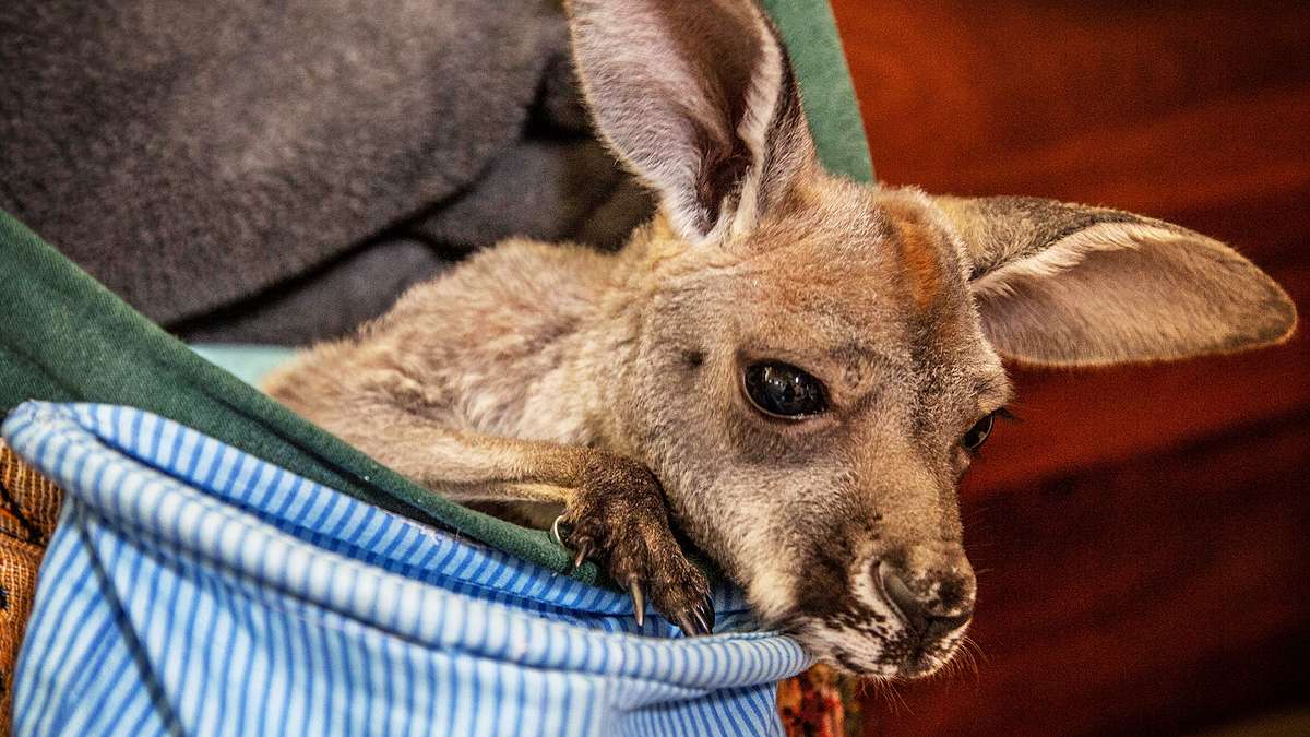 die superkräfte der tiere