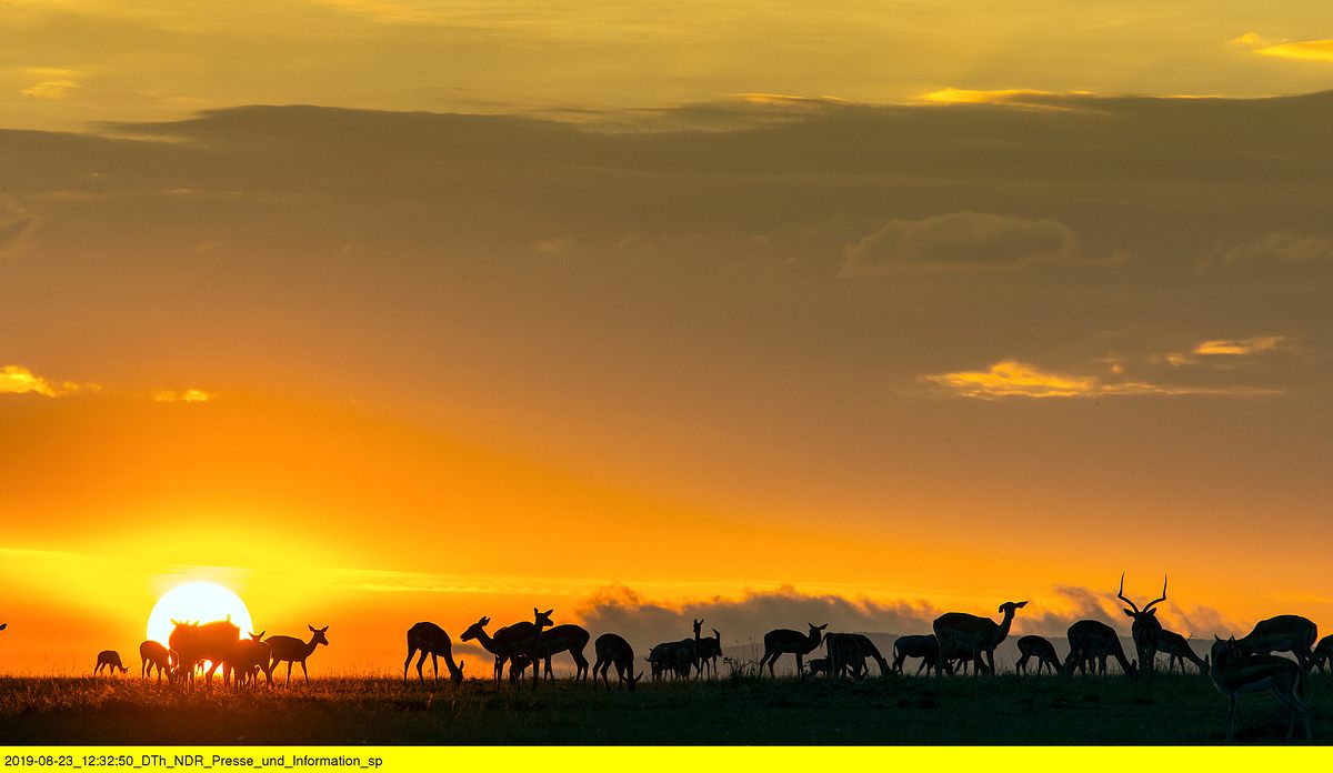 afrikas jäger der nacht