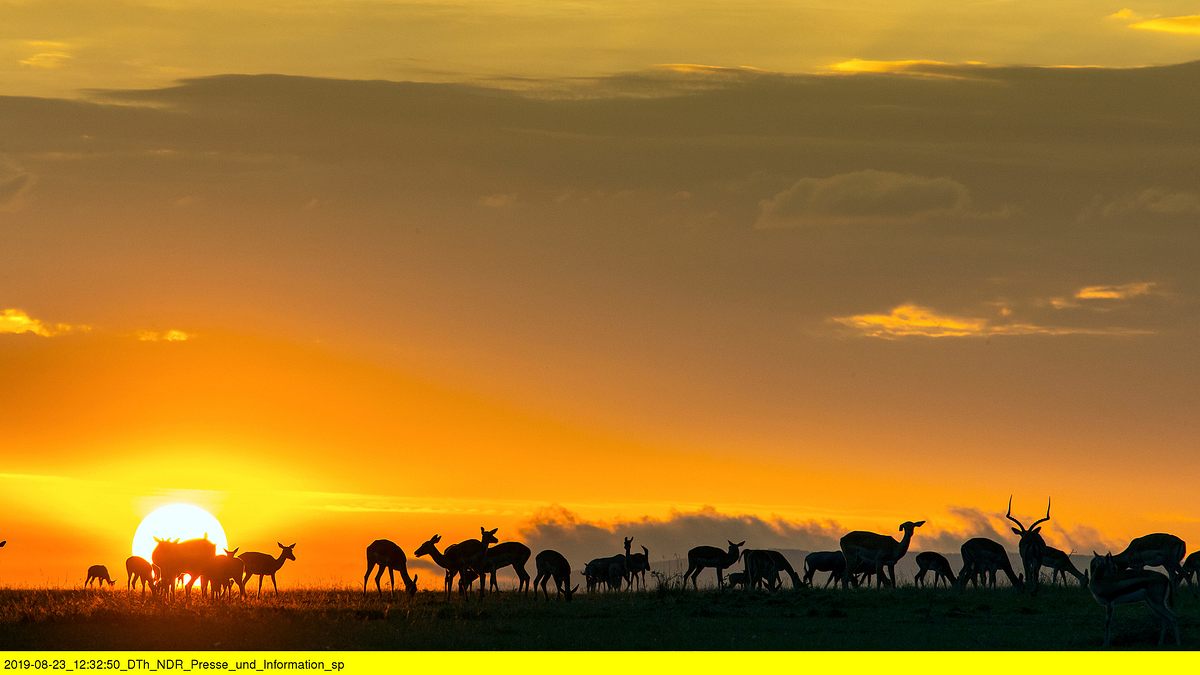 afrikas jäger der nacht