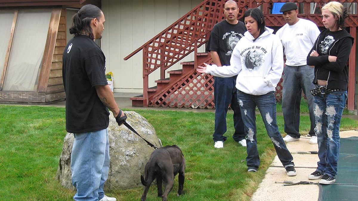 Pitbulls auf Bewährung pitbulls auf bewährung