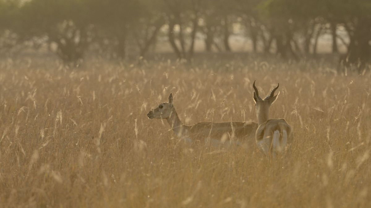 wildes indien