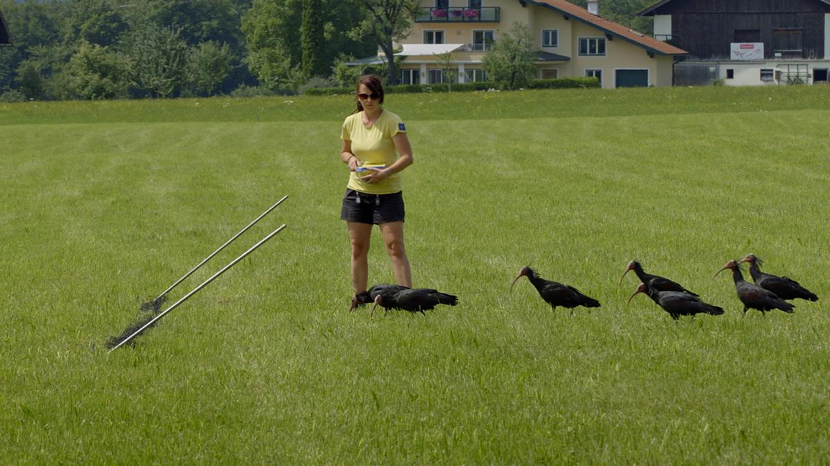 der waldrapp - zugvogel im aufwind
