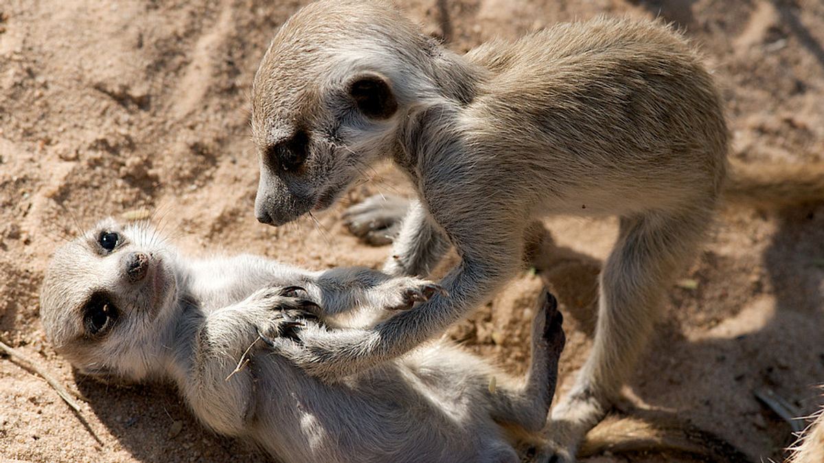 der clan der erdmännchen