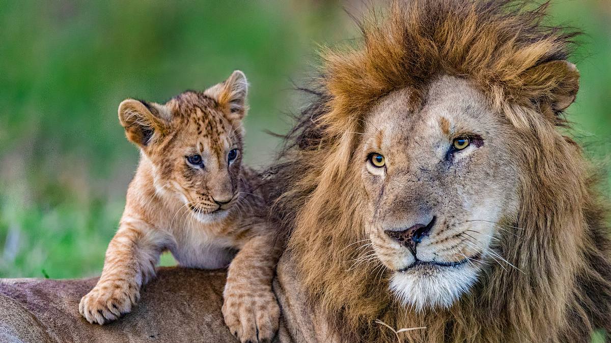 big cat tales - afrikas raubkatzen