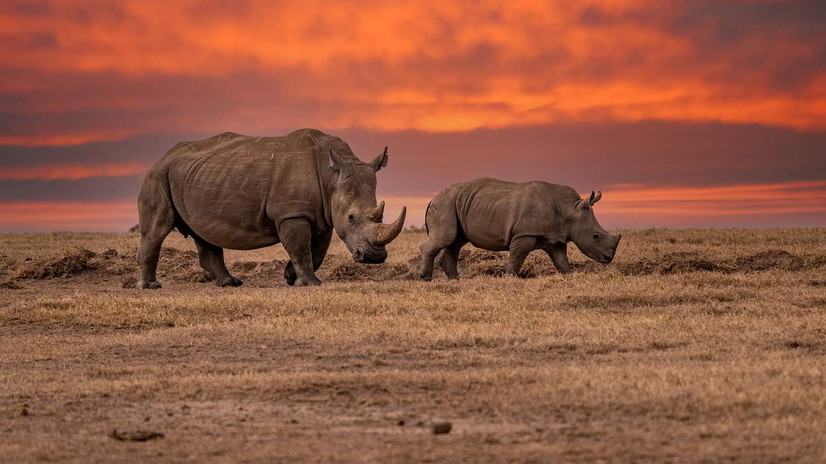 team wildlife südafrika
