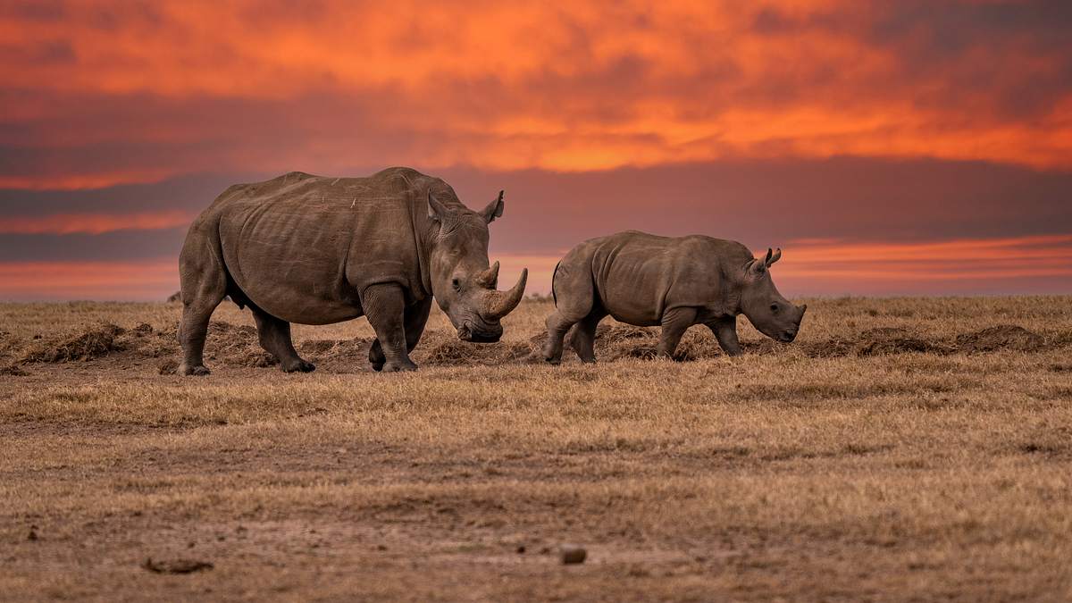 team wildlife südafrika