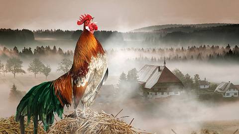 Die Fallers: Logo - Foto: SWR/Montage/Erich Spiegelhalter