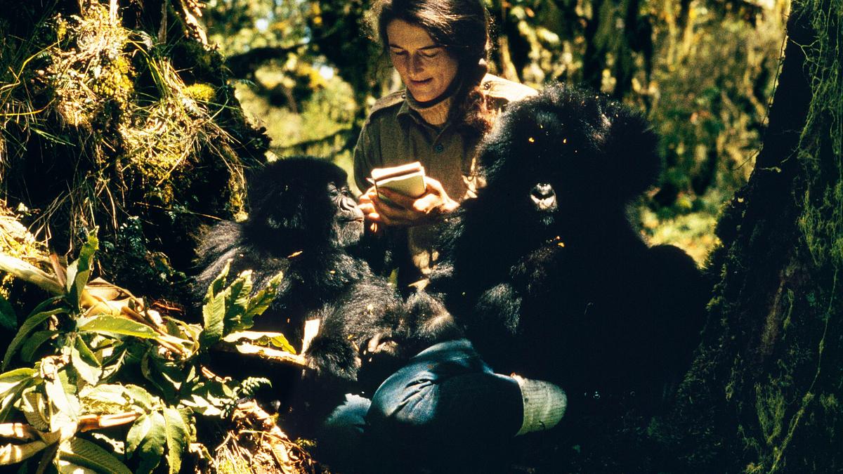 dian fossey: geheimnisse im nebel