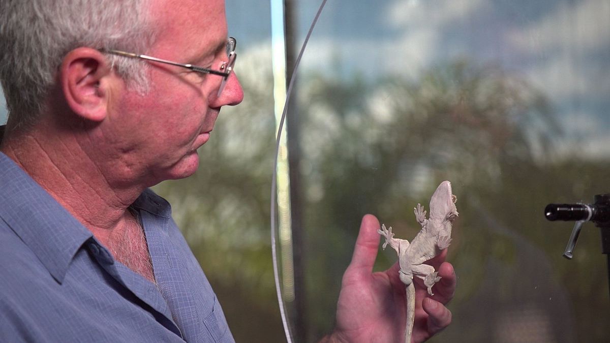 die superkräfte der tiere