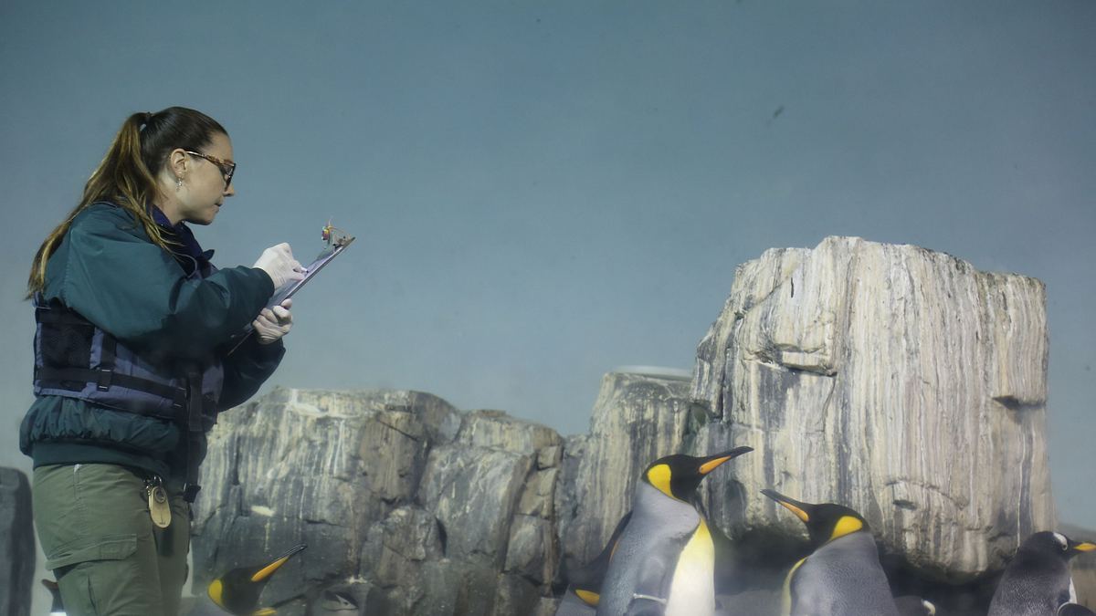 bronx zoo - tierpark der superlative