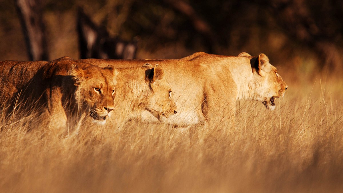 wildes botswana