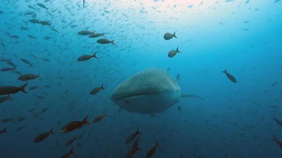 Das unbekannte Leben der Haie - Unterwegs im Meeresschutzgebiet Galápagos das unbekannte leben der haie - unterwegs im meeresschutzgebiet galápagos