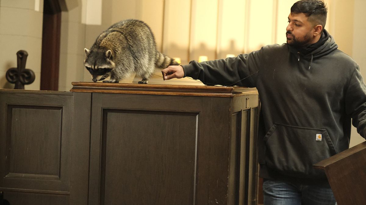 animal control