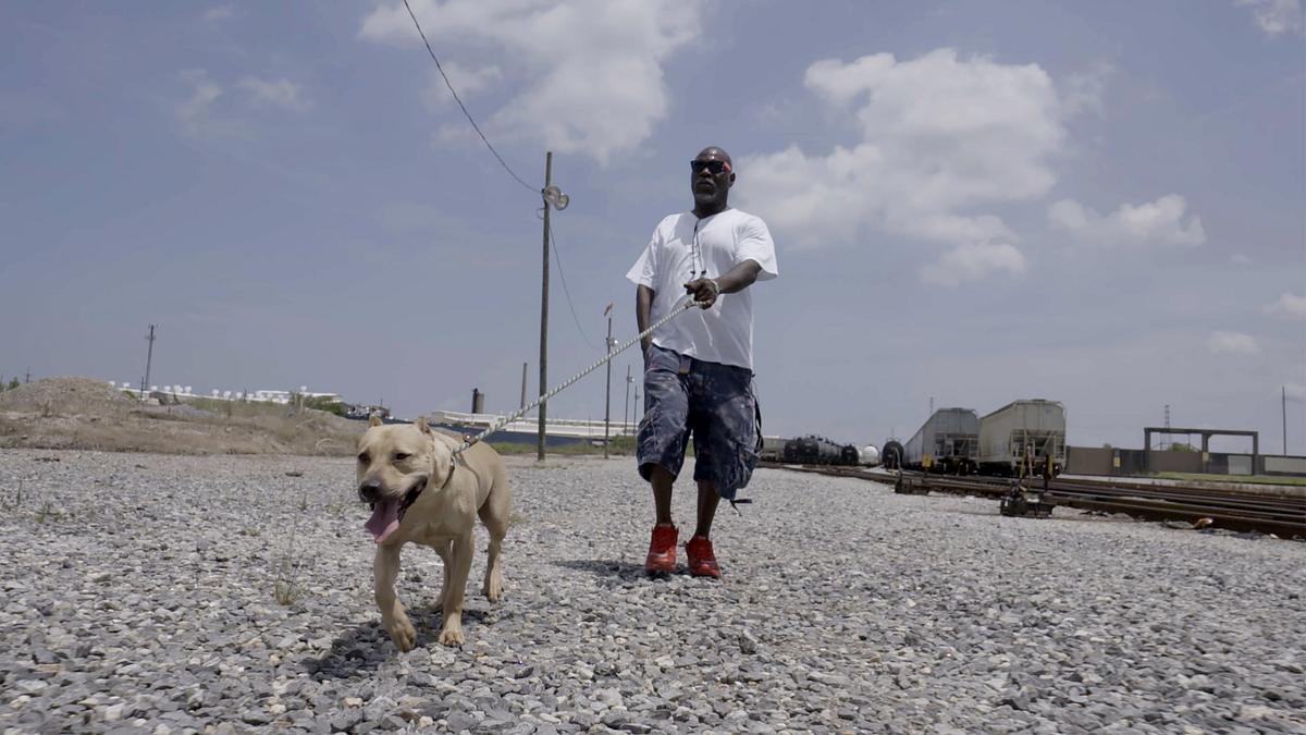 pitbulls auf bewährung