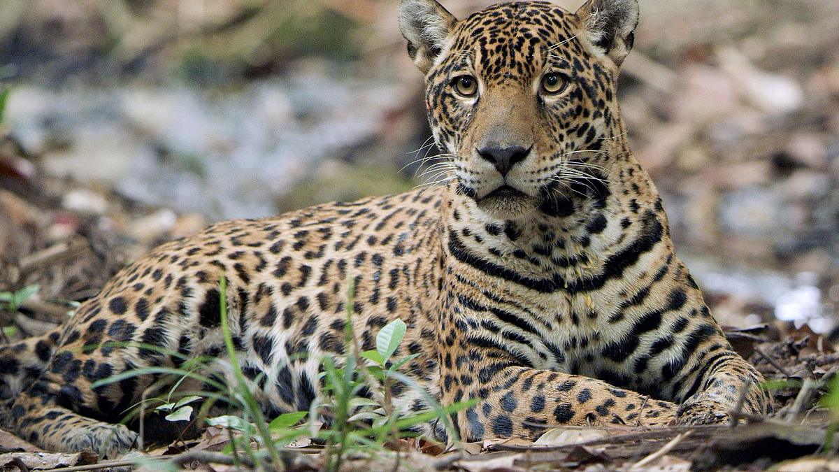 guyana - der weg des jaguars