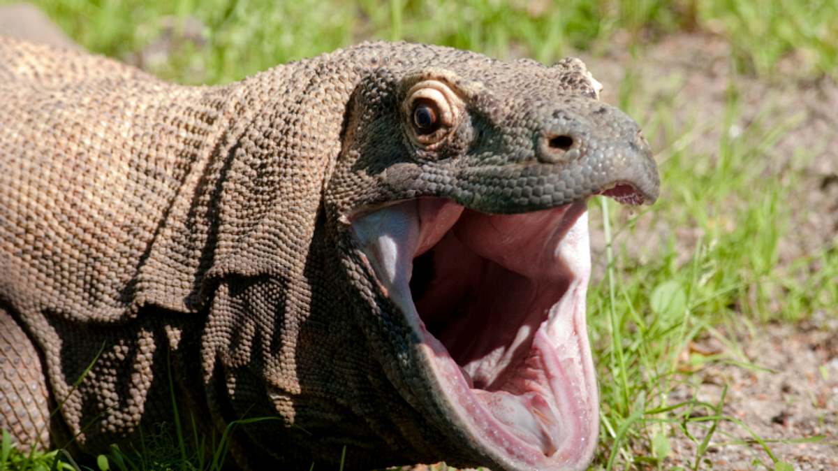 bronx zoo - tierpark der superlative
