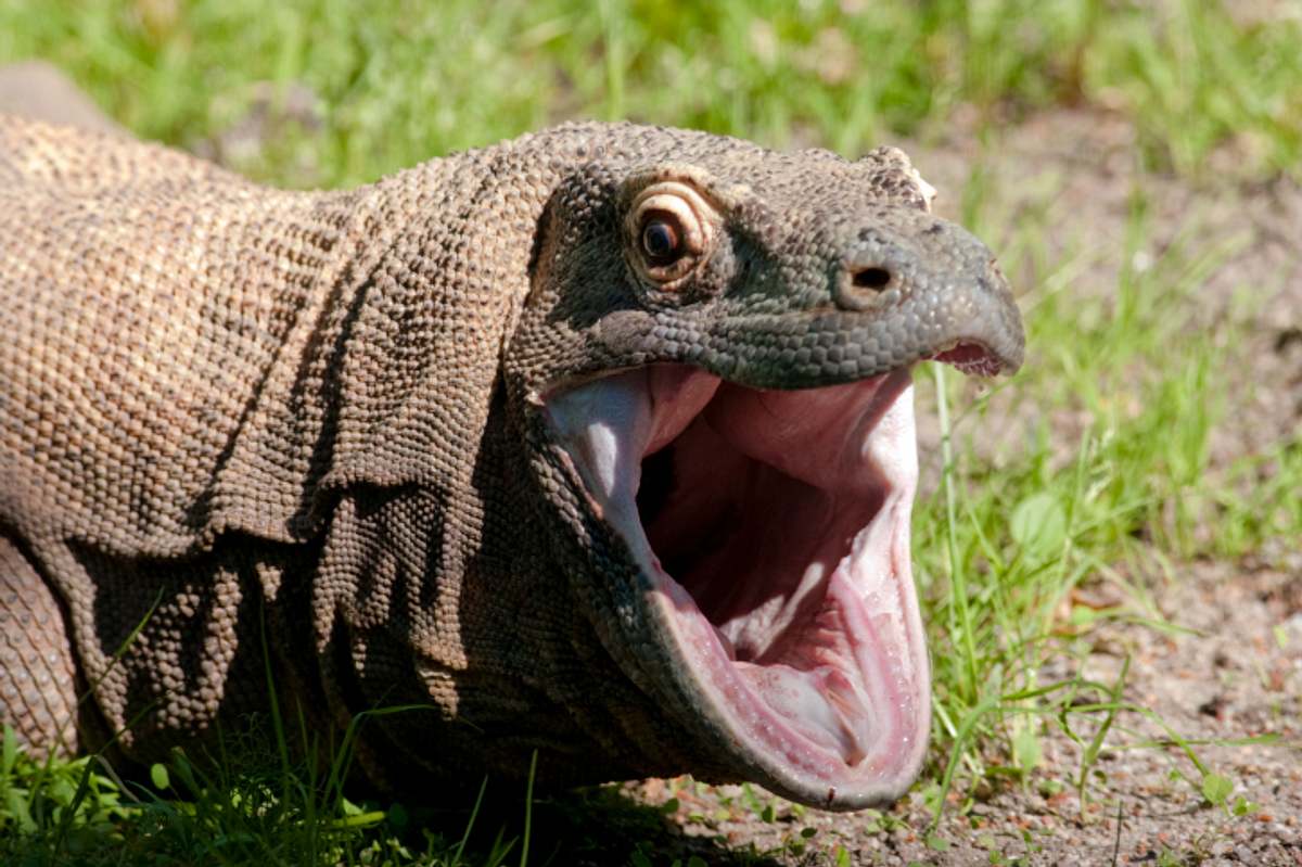 Bronx Zoo - Tierpark der Superlative bronx zoo - tierpark der superlative