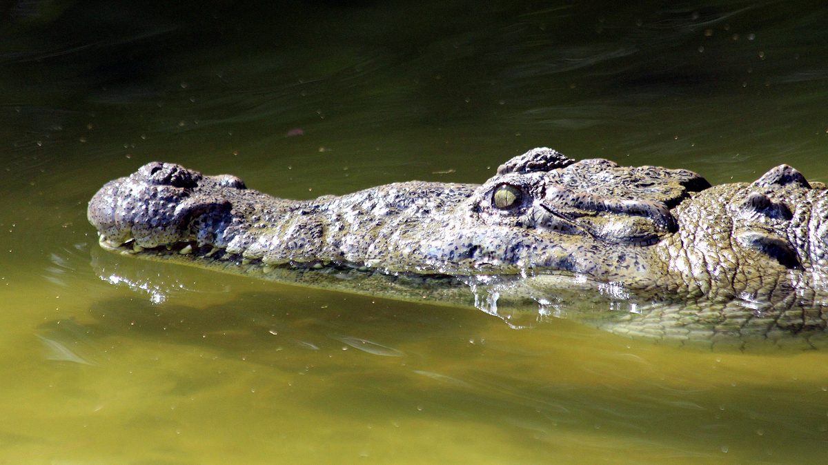 die irwins - crocodile hunter family