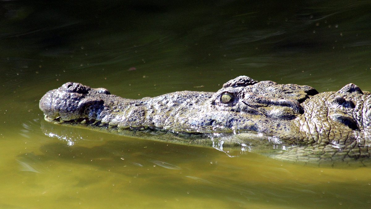 die irwins - crocodile hunter family