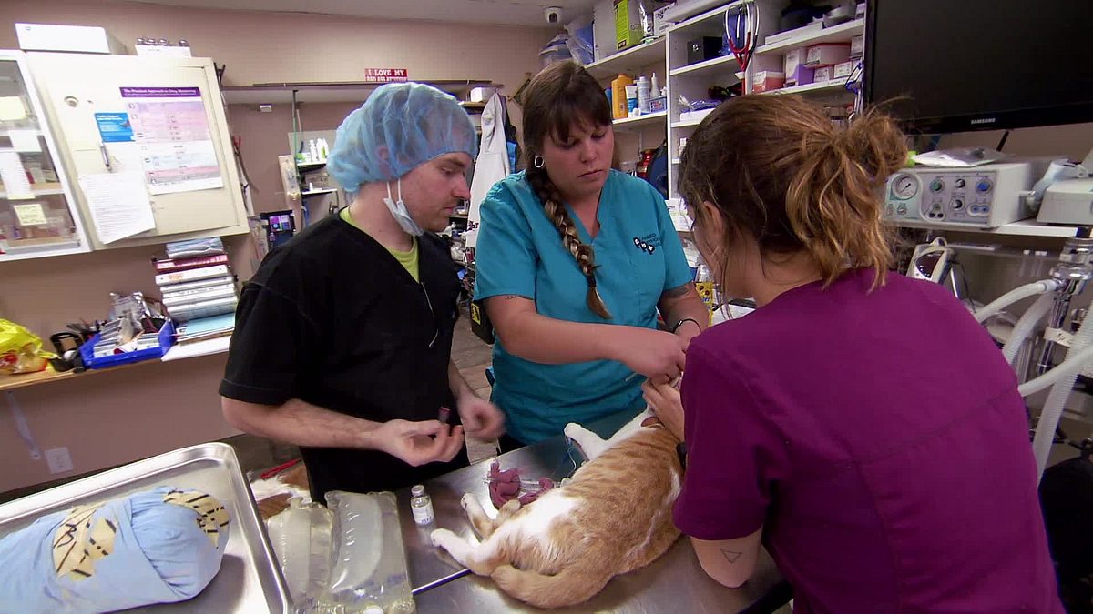 tierarzt dr. jeff