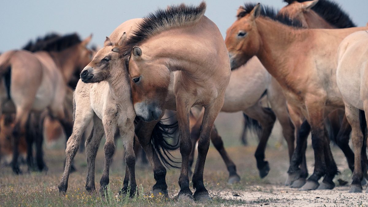 ungarns wilde pferde - in den weiten der puszta