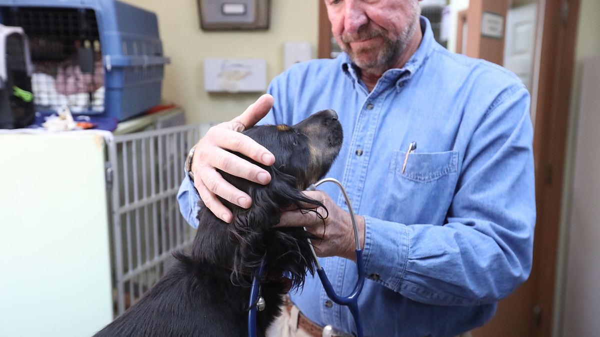 dr. ole: tierarzt im einsatz