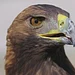 Entenfellners Tier-Welt Thumbnail