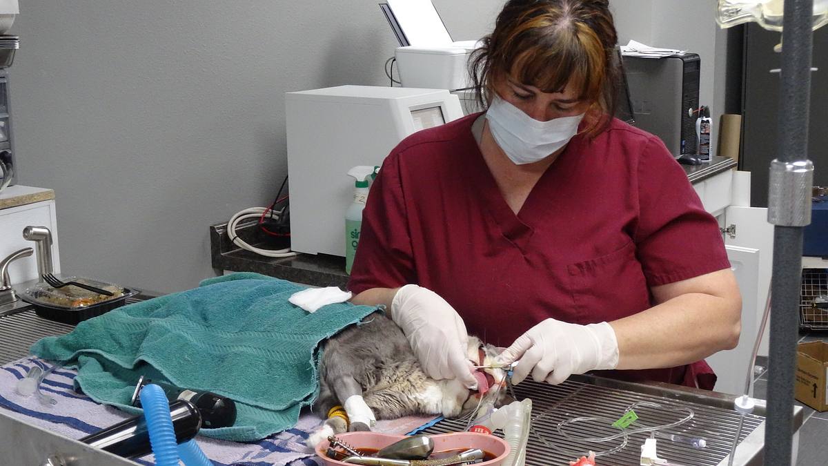 tierarzt dr. jeff